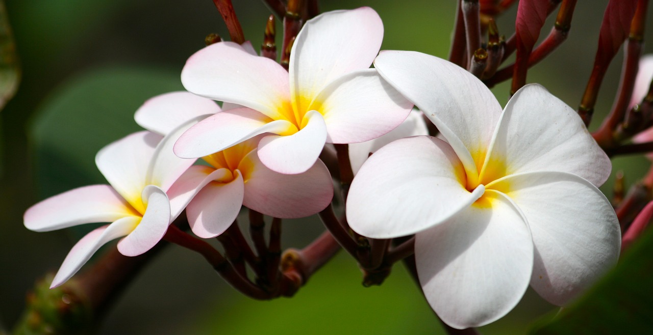 plumeria garden flower free photo