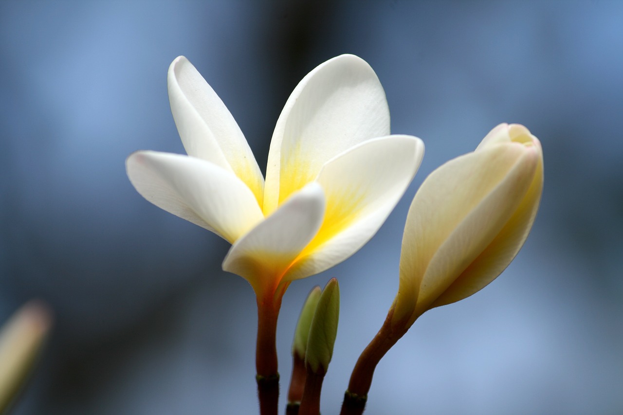 plumeria petal flower free photo