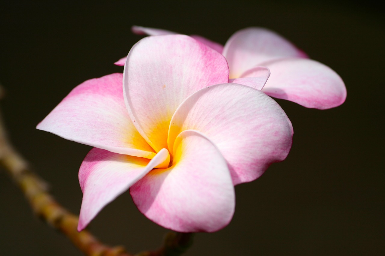 plumeria pink tropical free photo