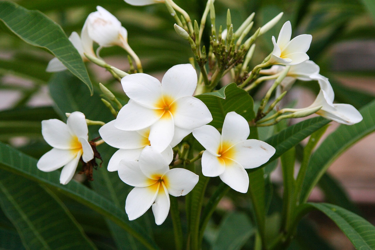 plumeria frangipani manacá free photo