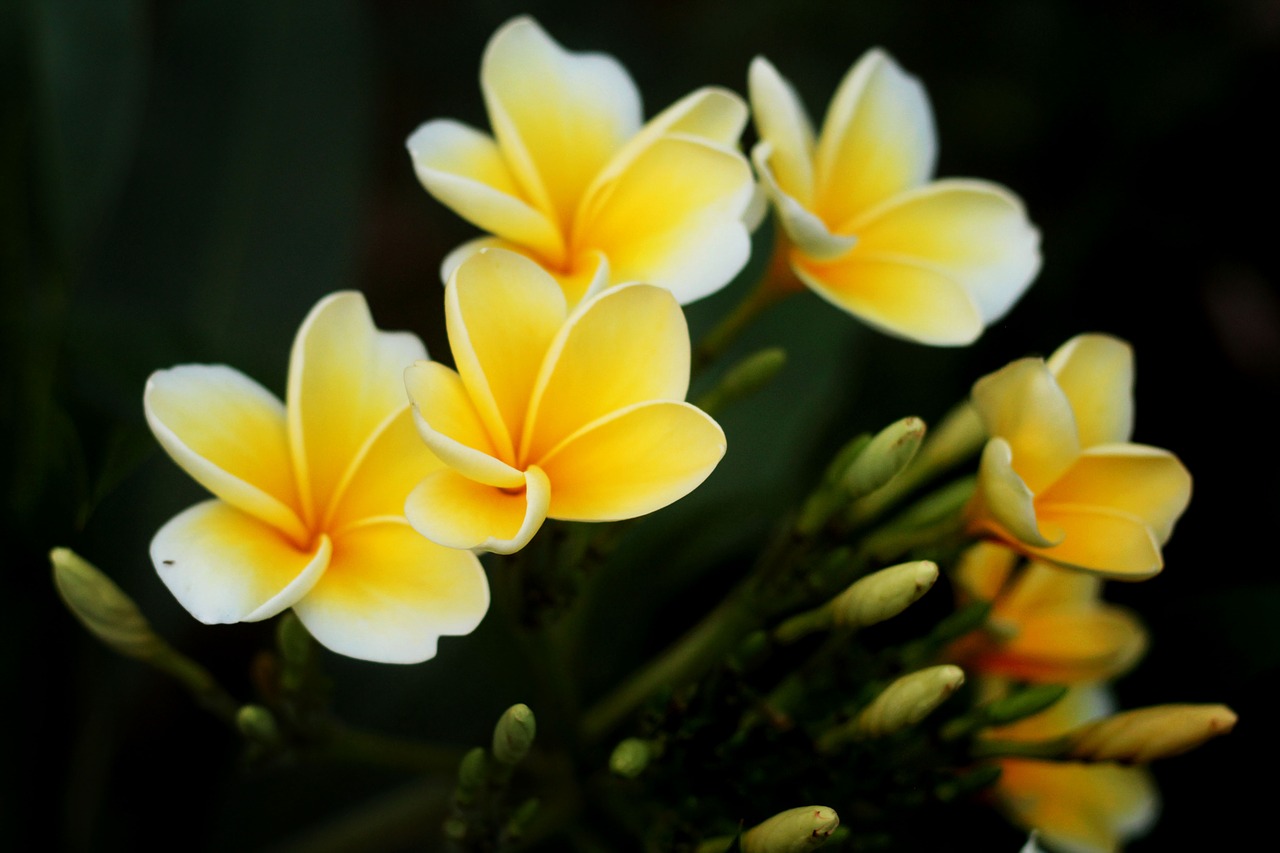 plumeria cambodia plant free photo