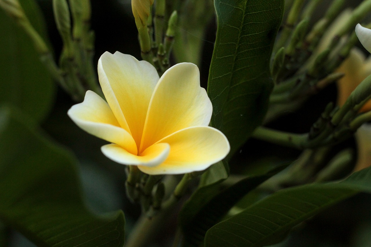 plumeria flowers cambodia free photo