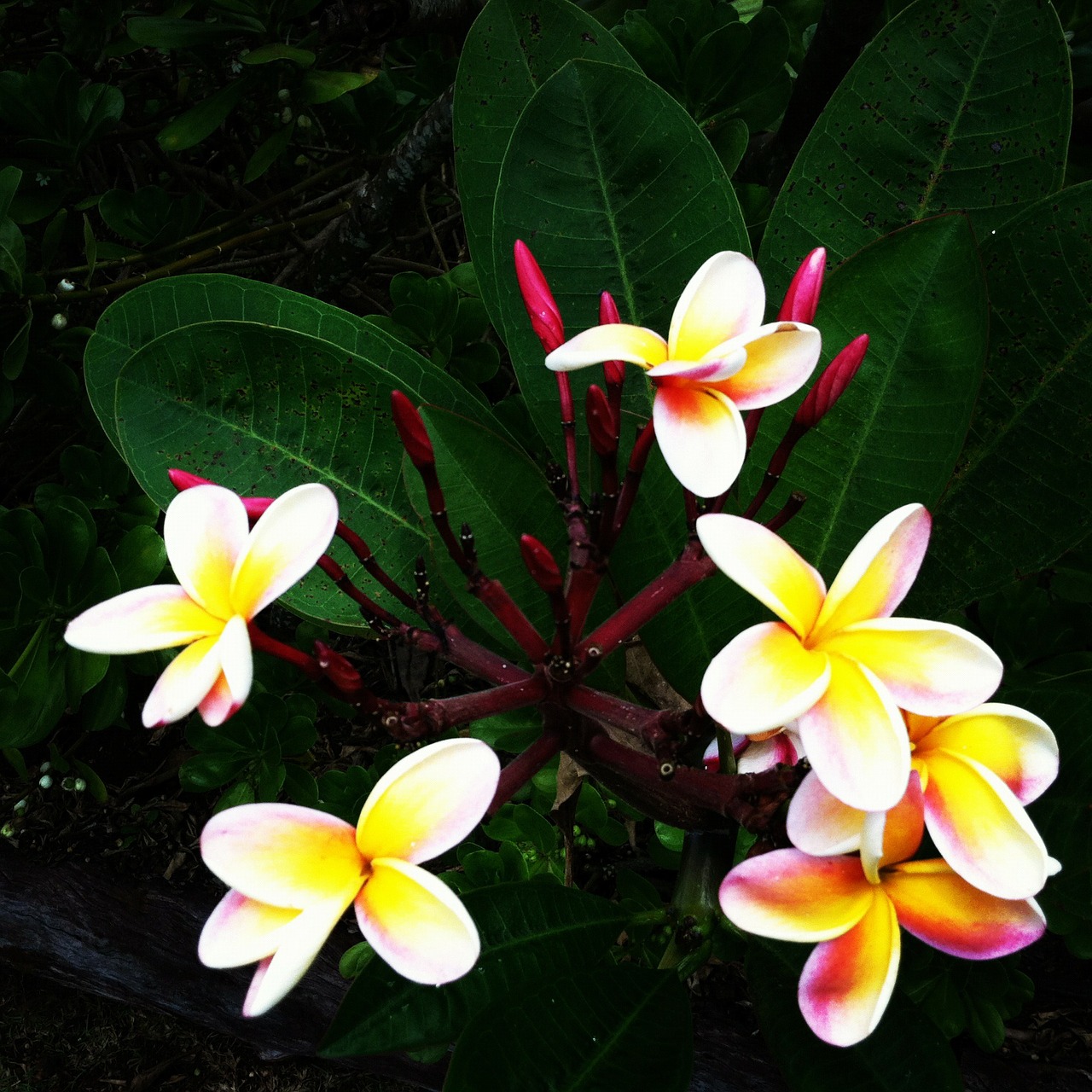 plumeria flowers hawaii free photo