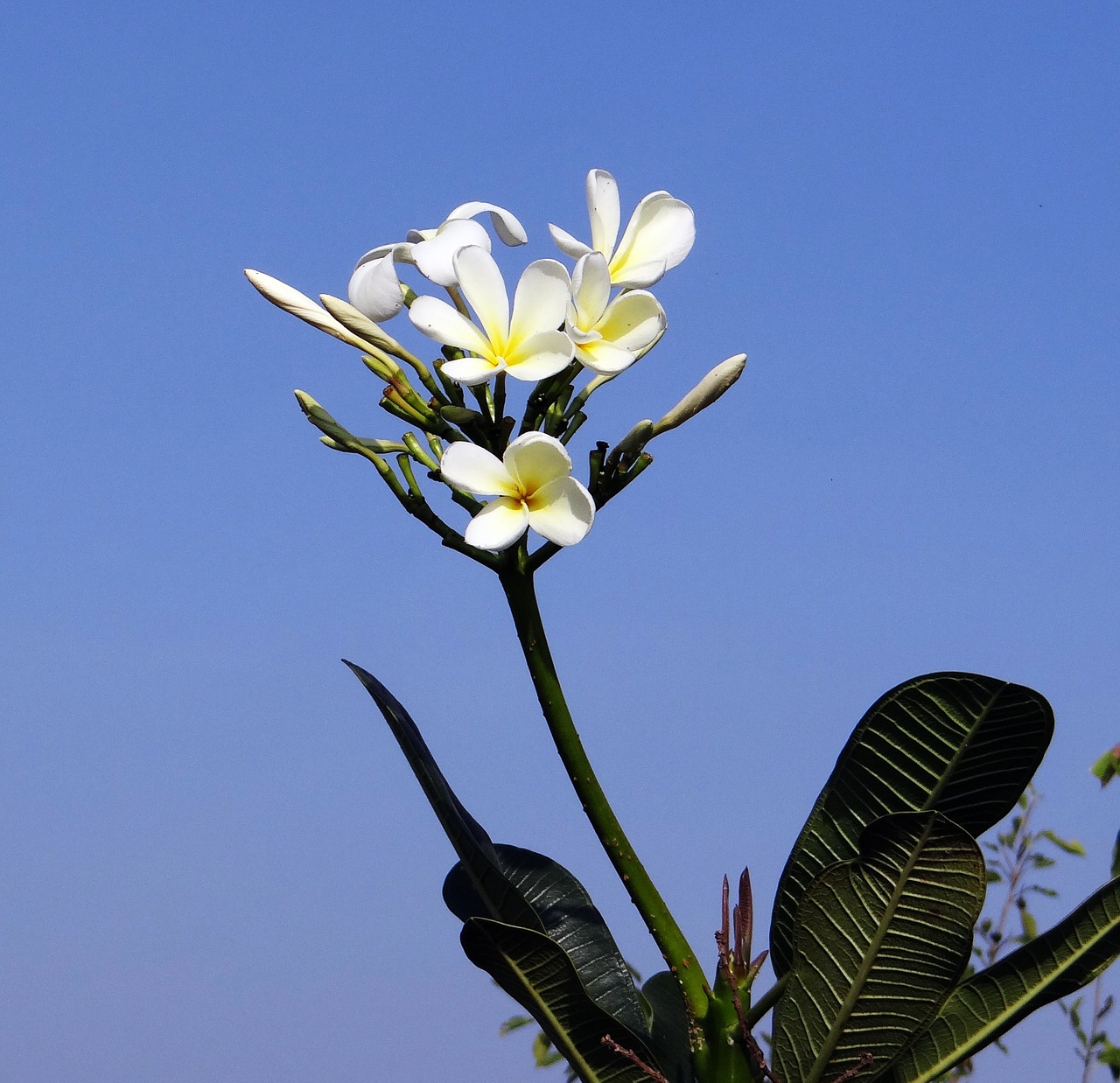 plumeria white frangipani flower free photo