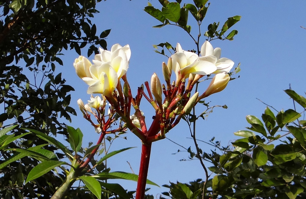 plumeria common white frangipani flower free photo