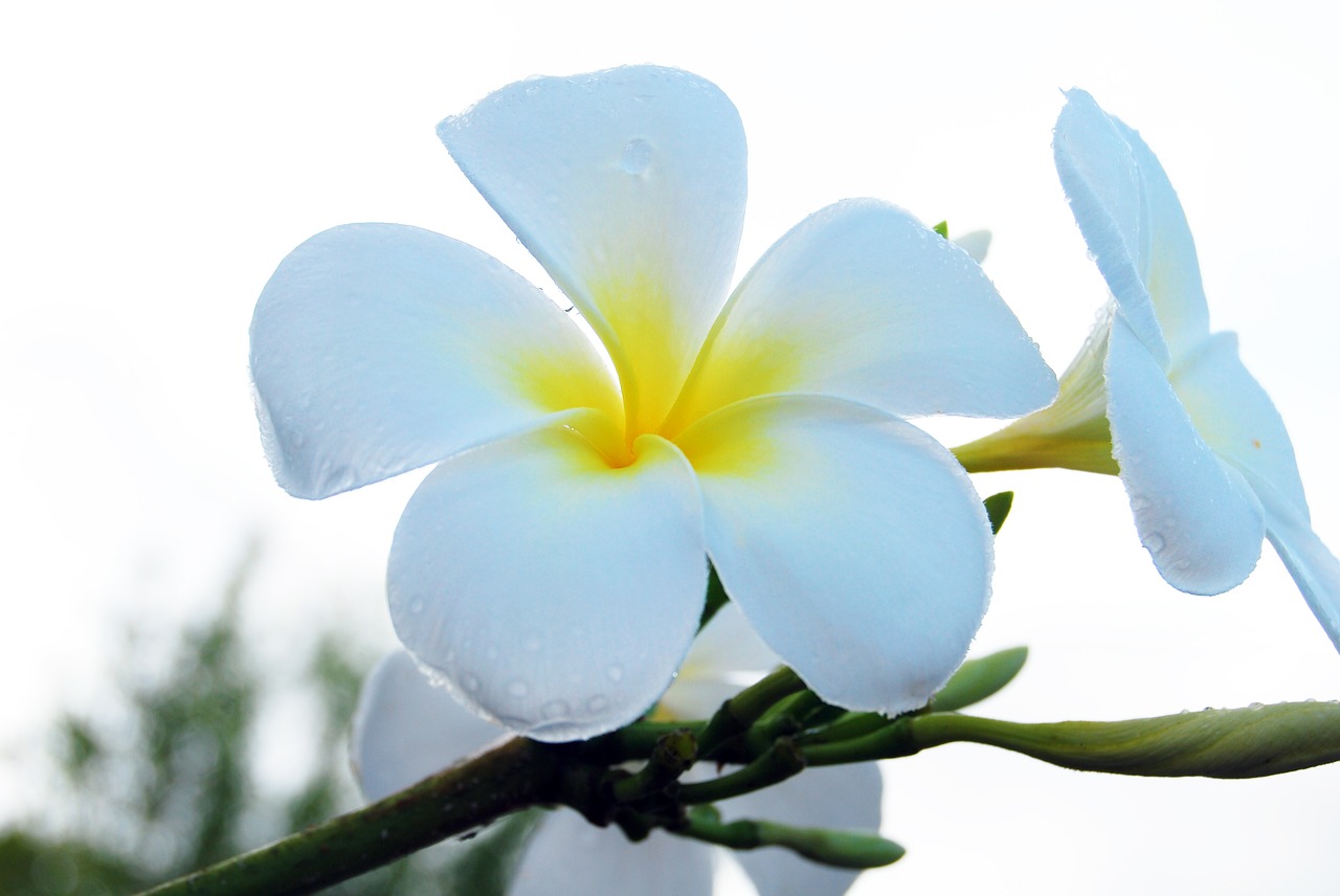 plumeria flower white free photo