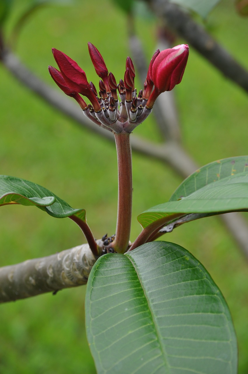 plumeria buds pink free photo