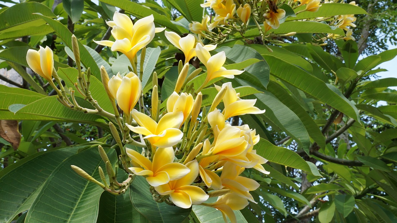 plumeria plant flower free photo