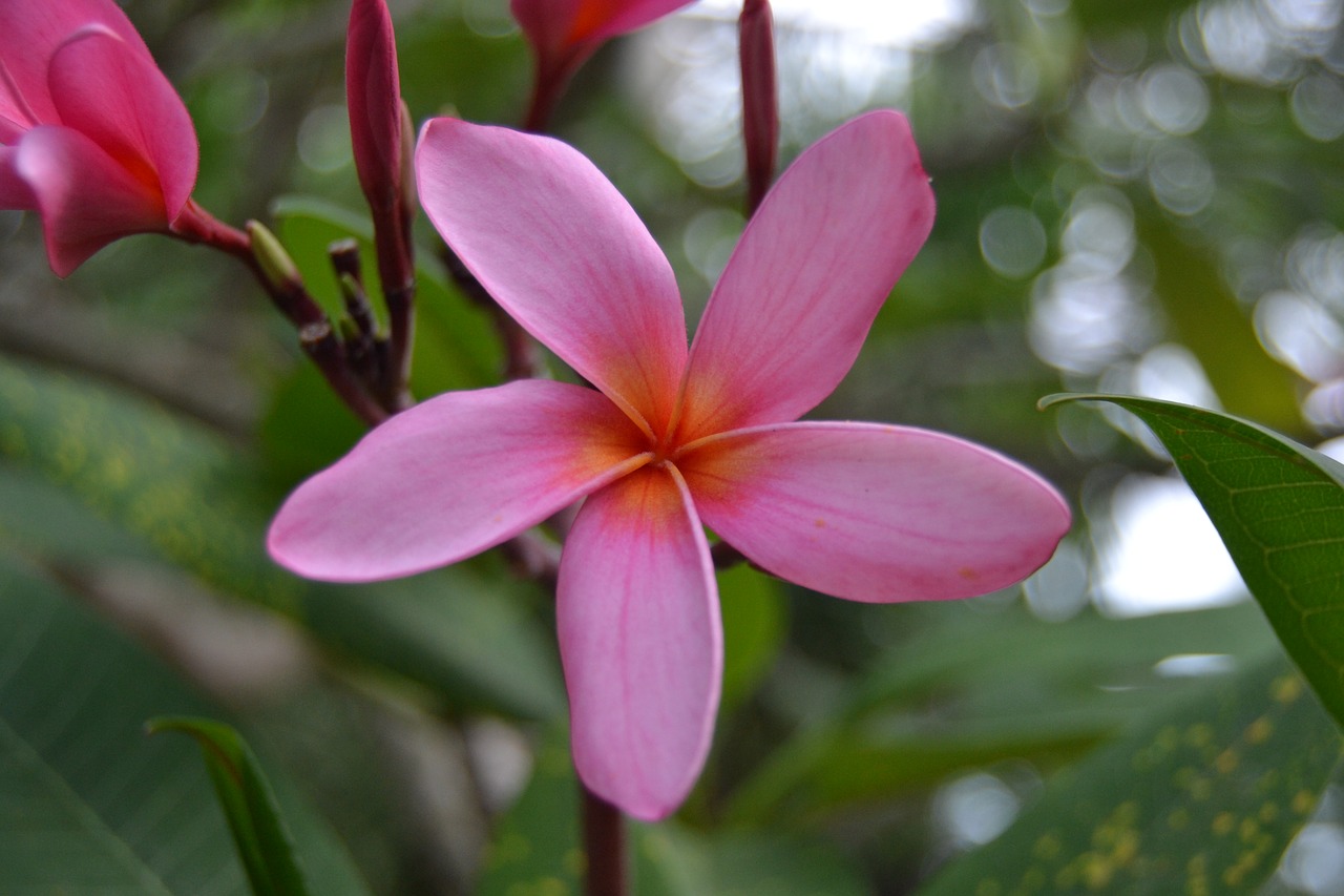 plumeria pink flower flower free photo