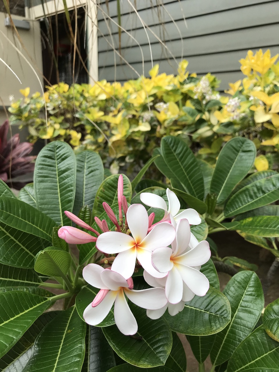plumeria hawaii flower free photo