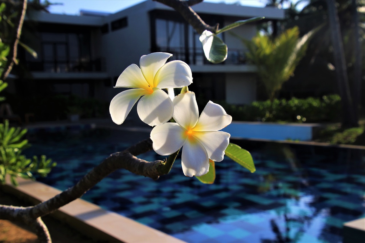 plumeria flower exotic free photo