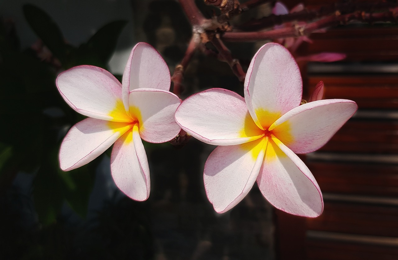 plumeria flower frangipani free photo