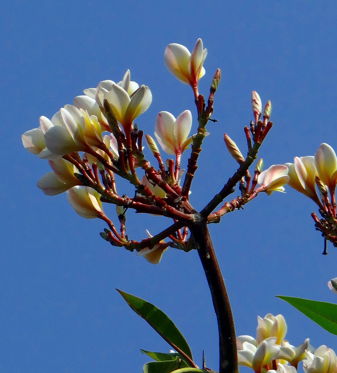 plumeria frangipani flower free photo