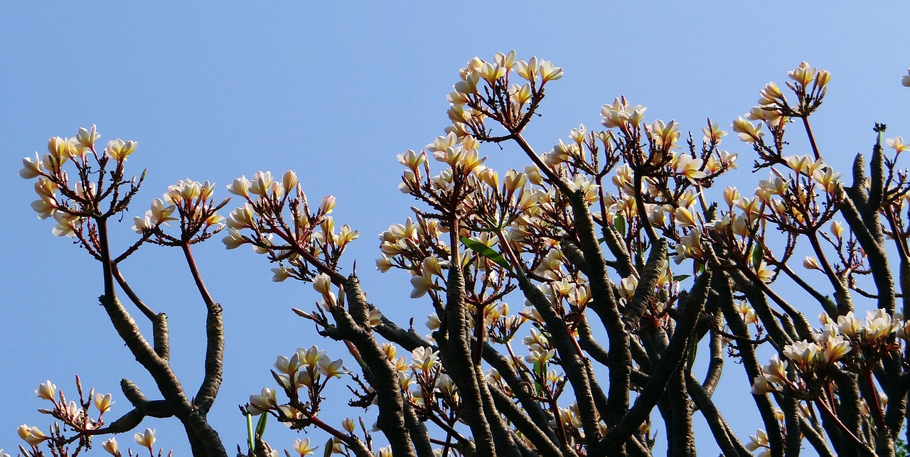 plumeria frangipani flower free photo