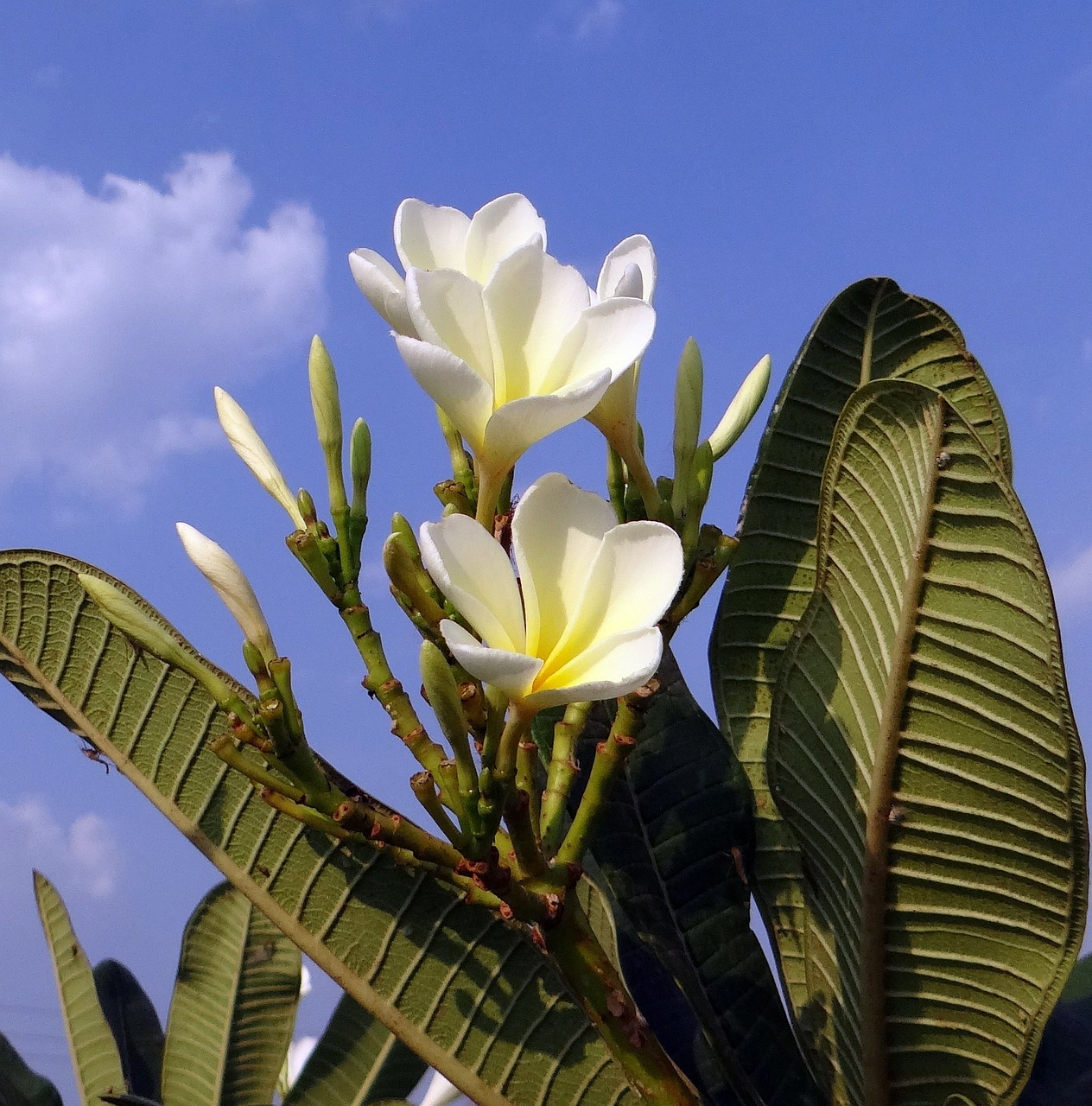 plumeria frangipani flower free photo