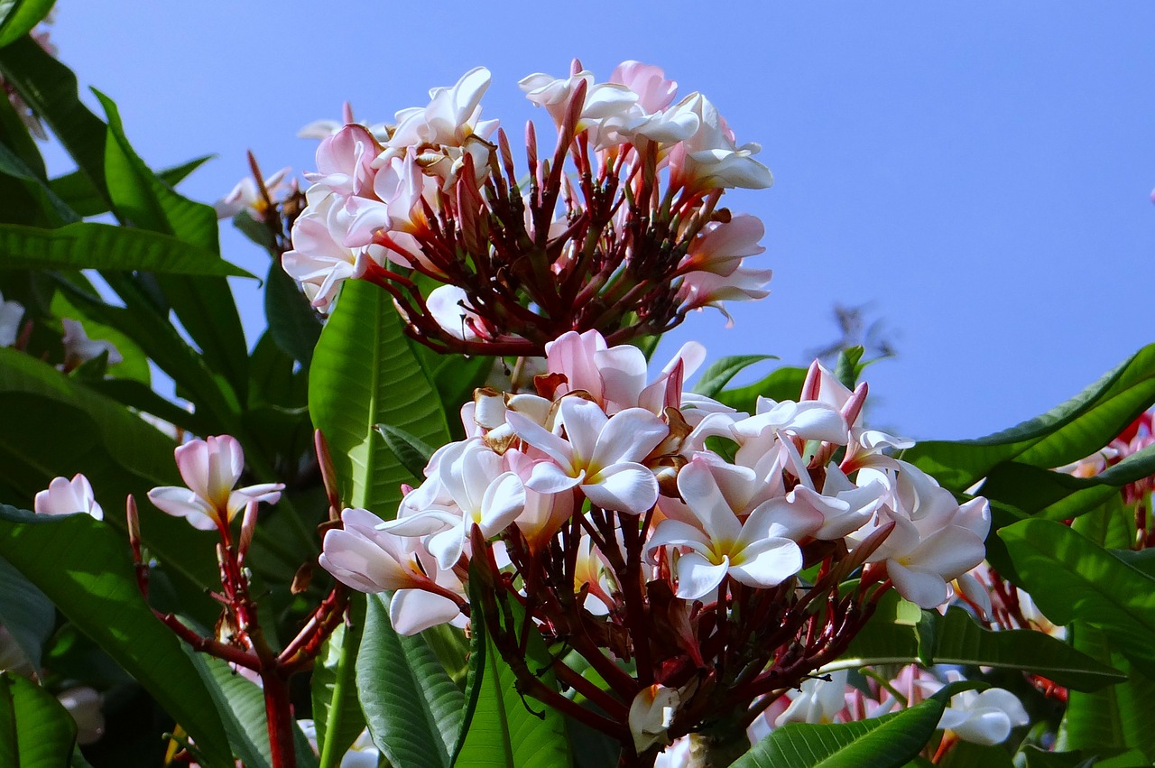 plumeria pink frangipani free photo