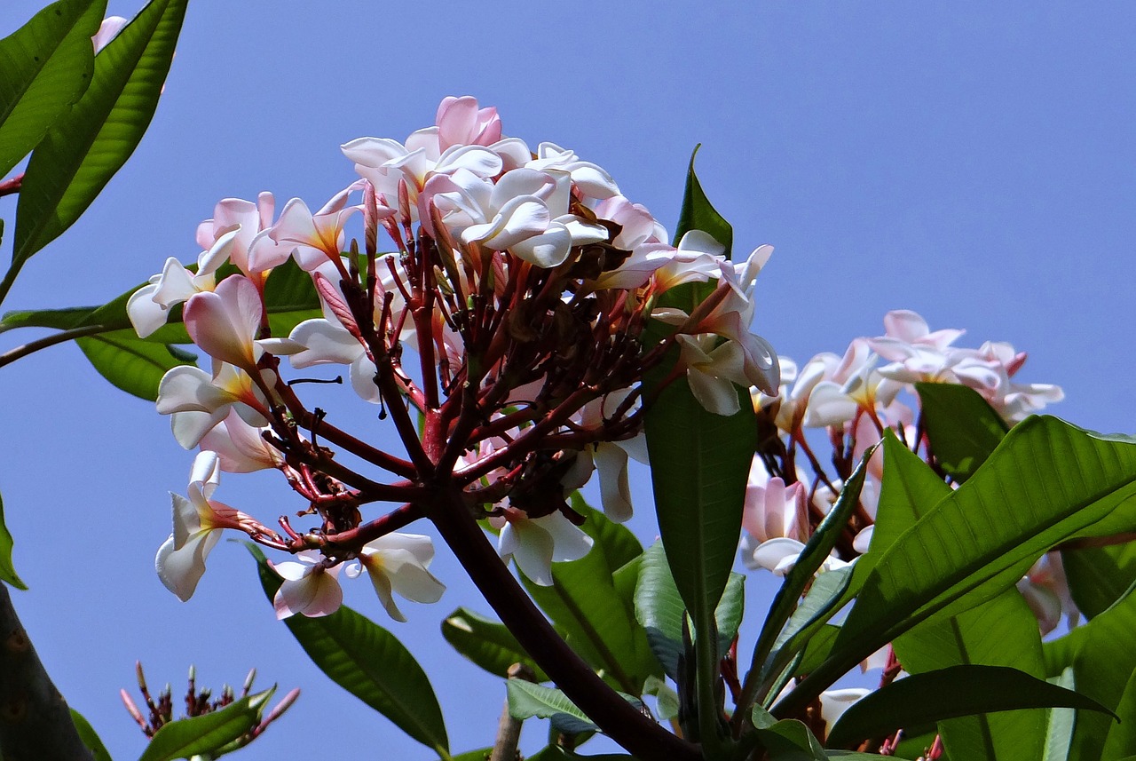 plumeria frangipani flower free photo