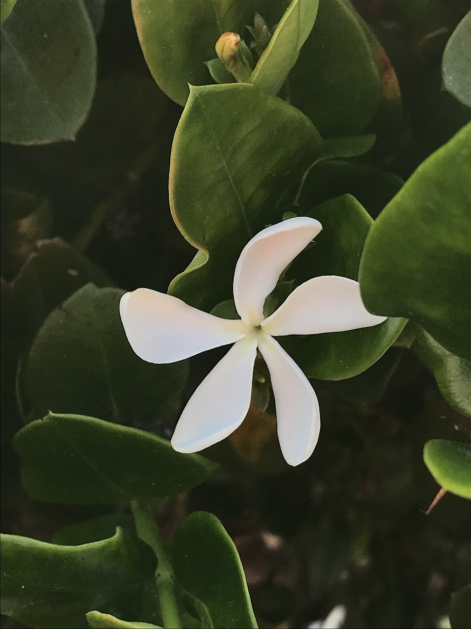 plumeria  white  five free photo