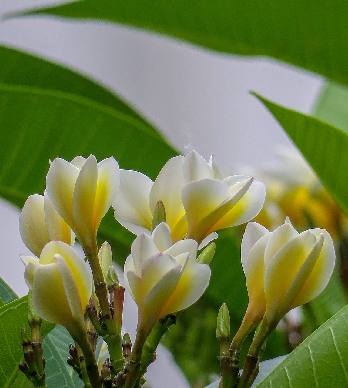 plumeria  nature  plant free photo