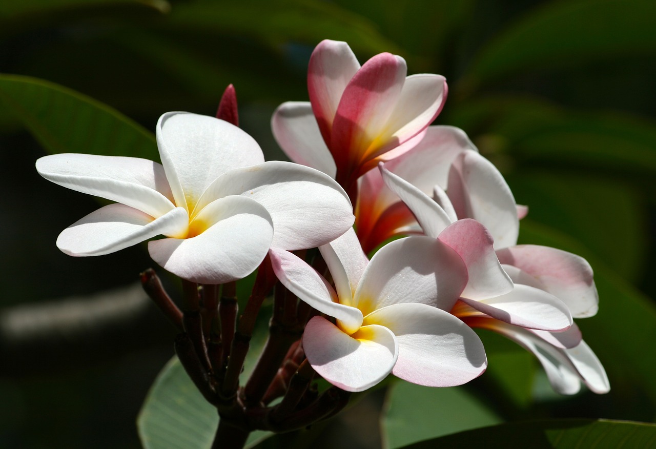 plumeria  flower  hawaii free photo