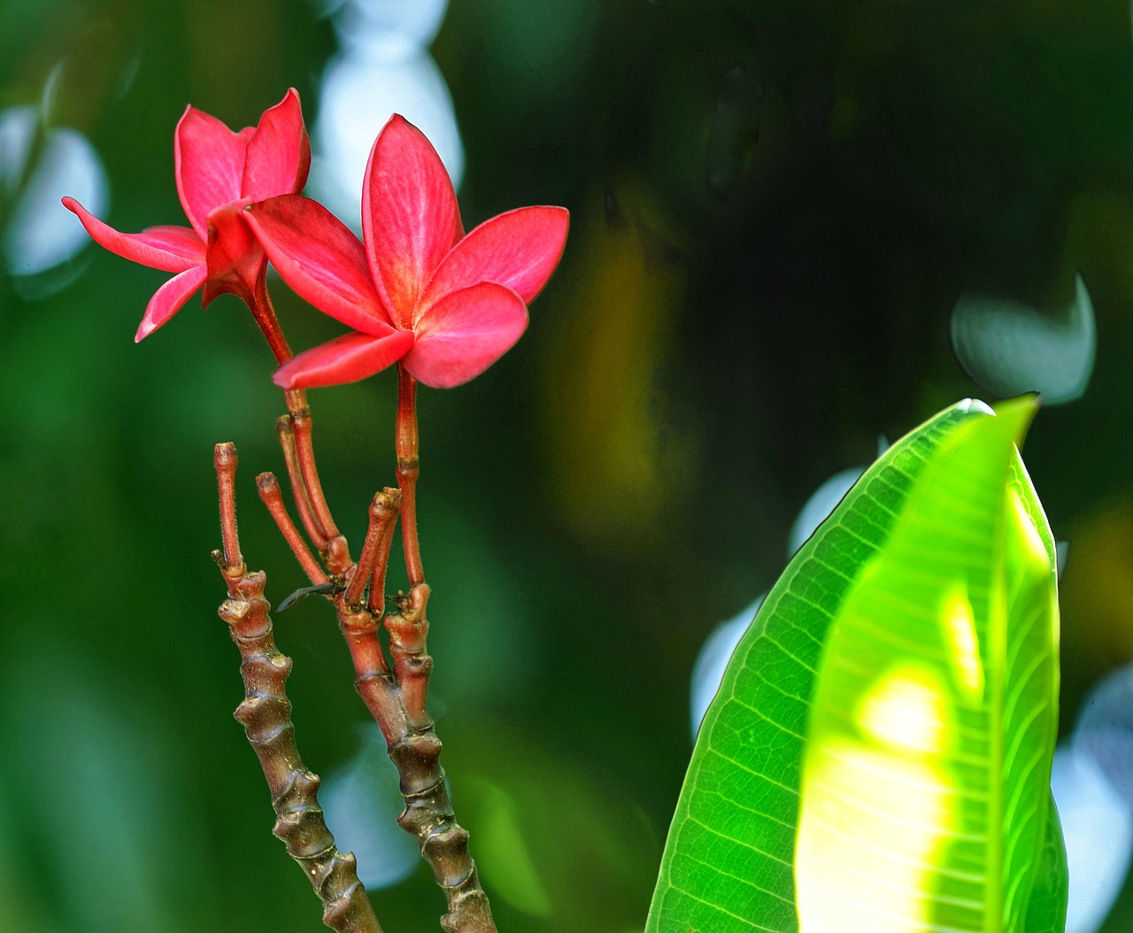 plumeria  red  flora free photo