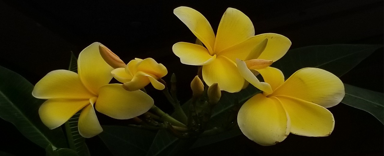 plumeria  tropical flowers  yellow free photo