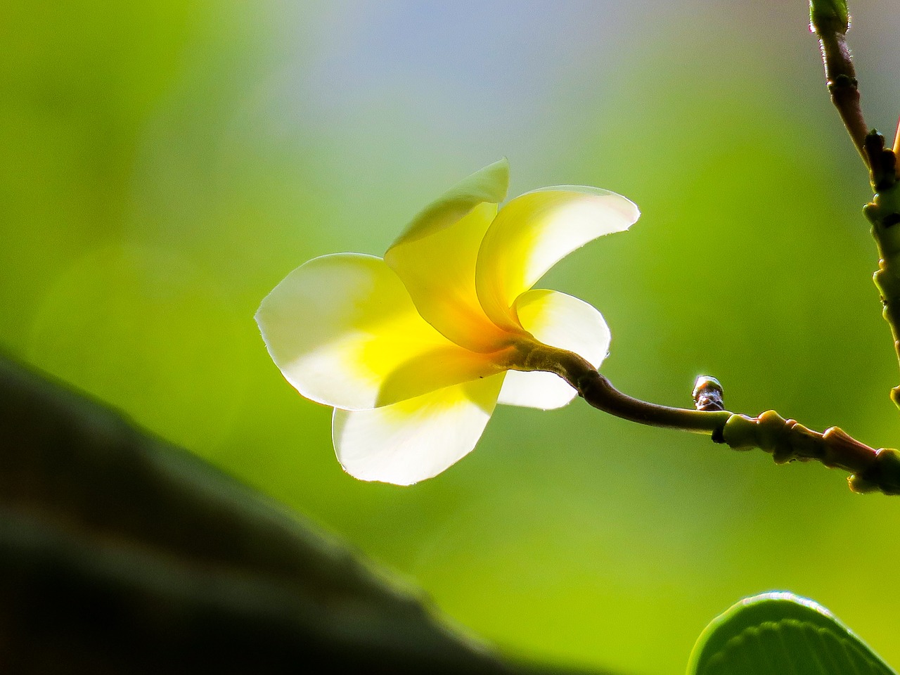 plumeria  nature  beautiful free photo