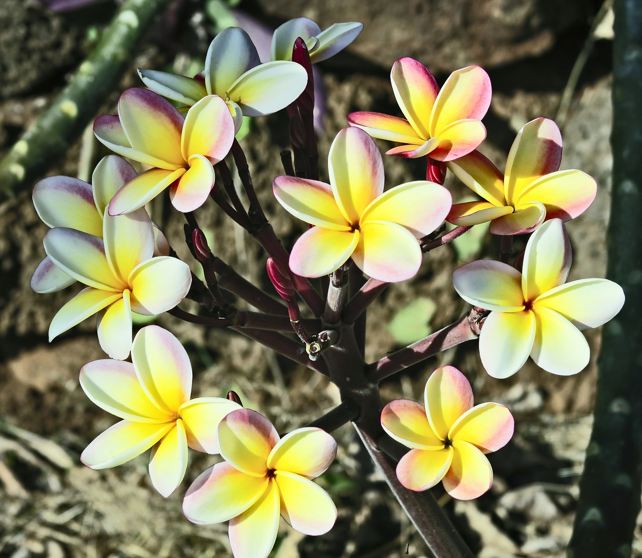 plumeria  flowers  tree free photo