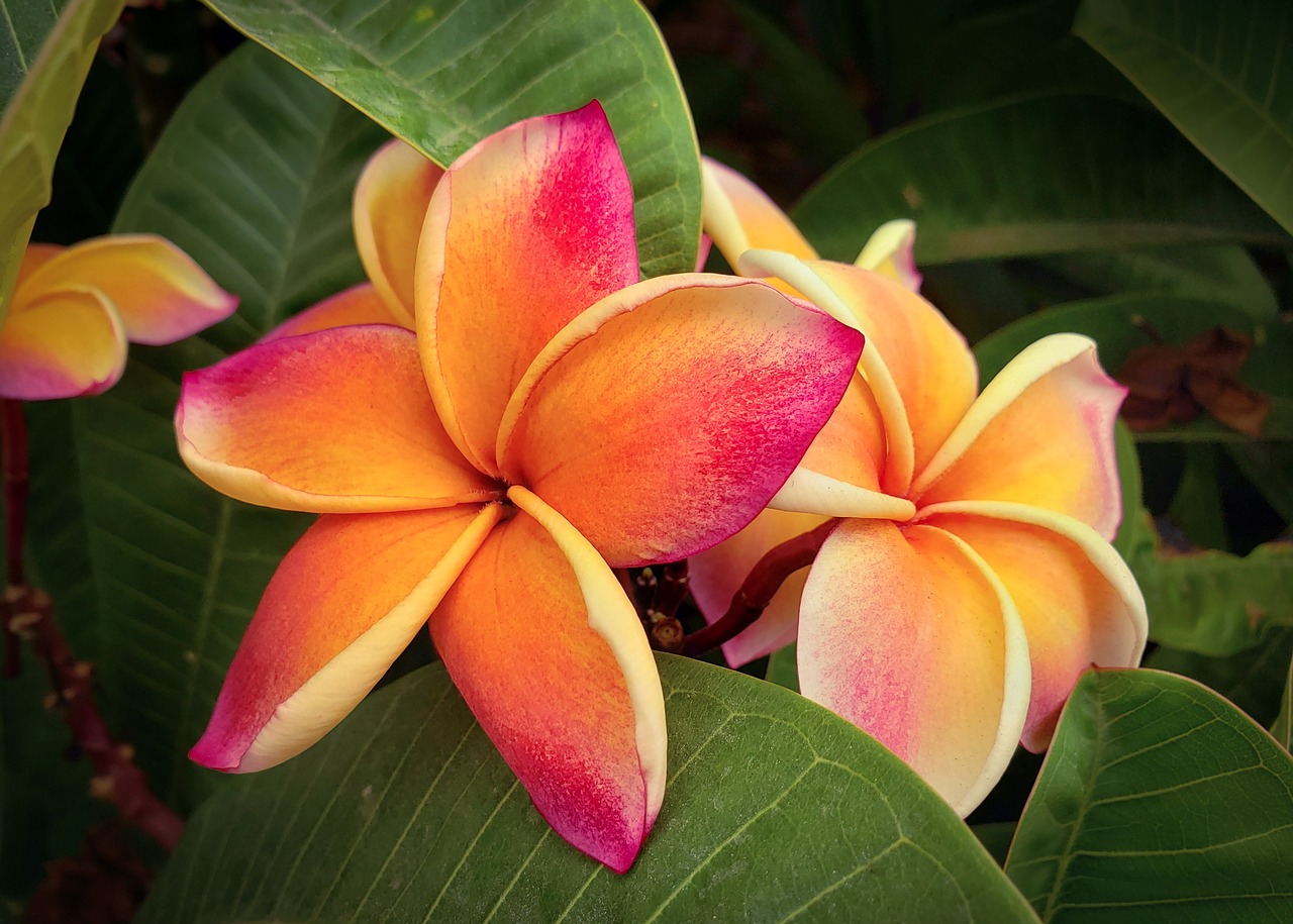 plumeria  flower  garden free photo