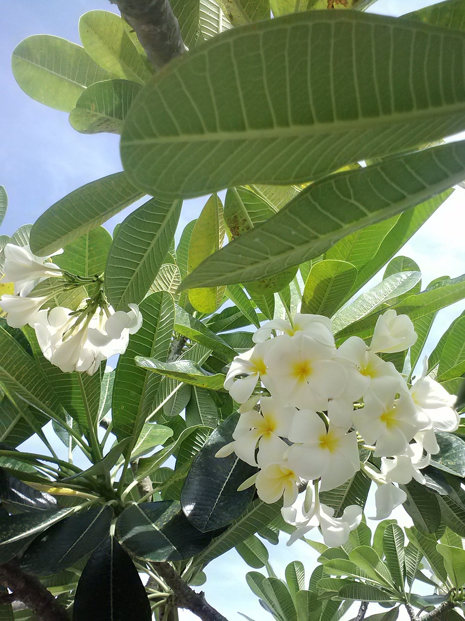 plumeria frangipani green free photo