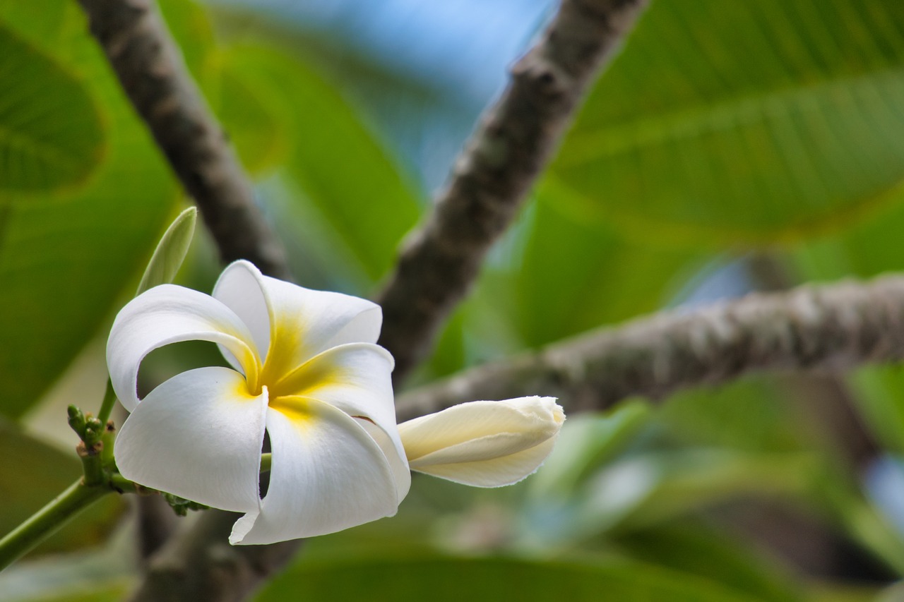 plumeria  blossom  bloom free photo