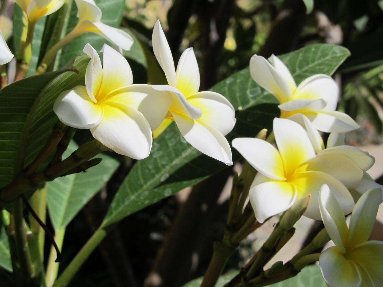 plumeria flowers tenerife free photo