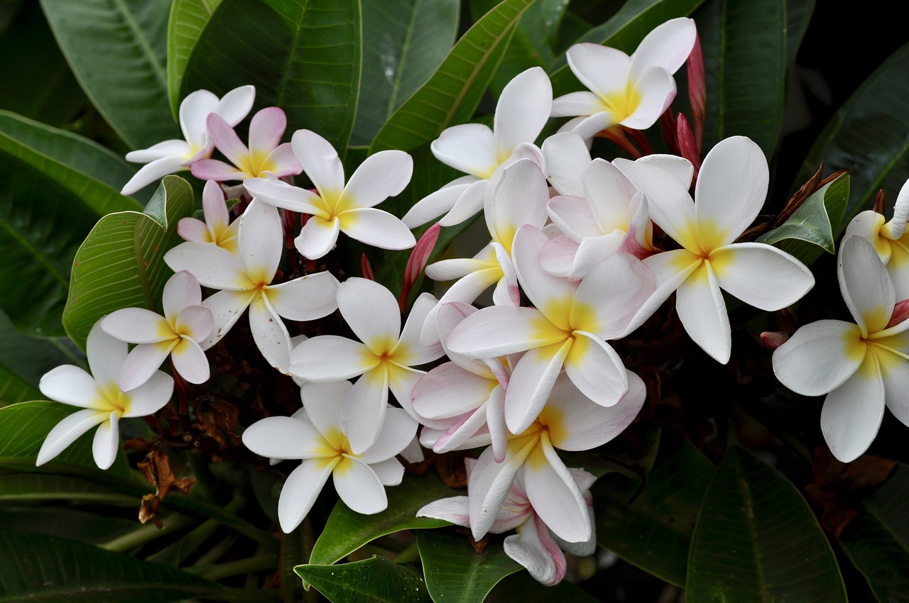 plumeria  white  flowers free photo