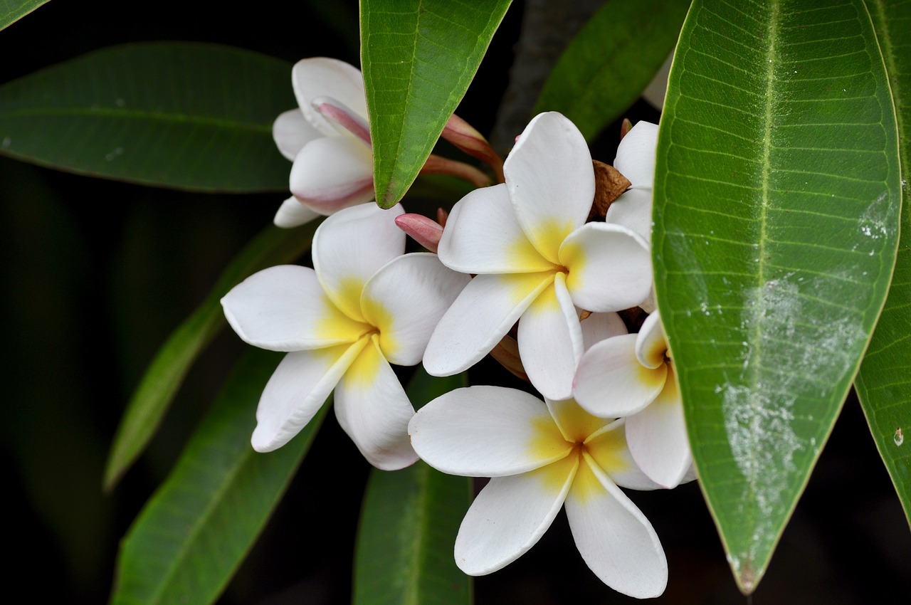 plumeria  white  flowers free photo