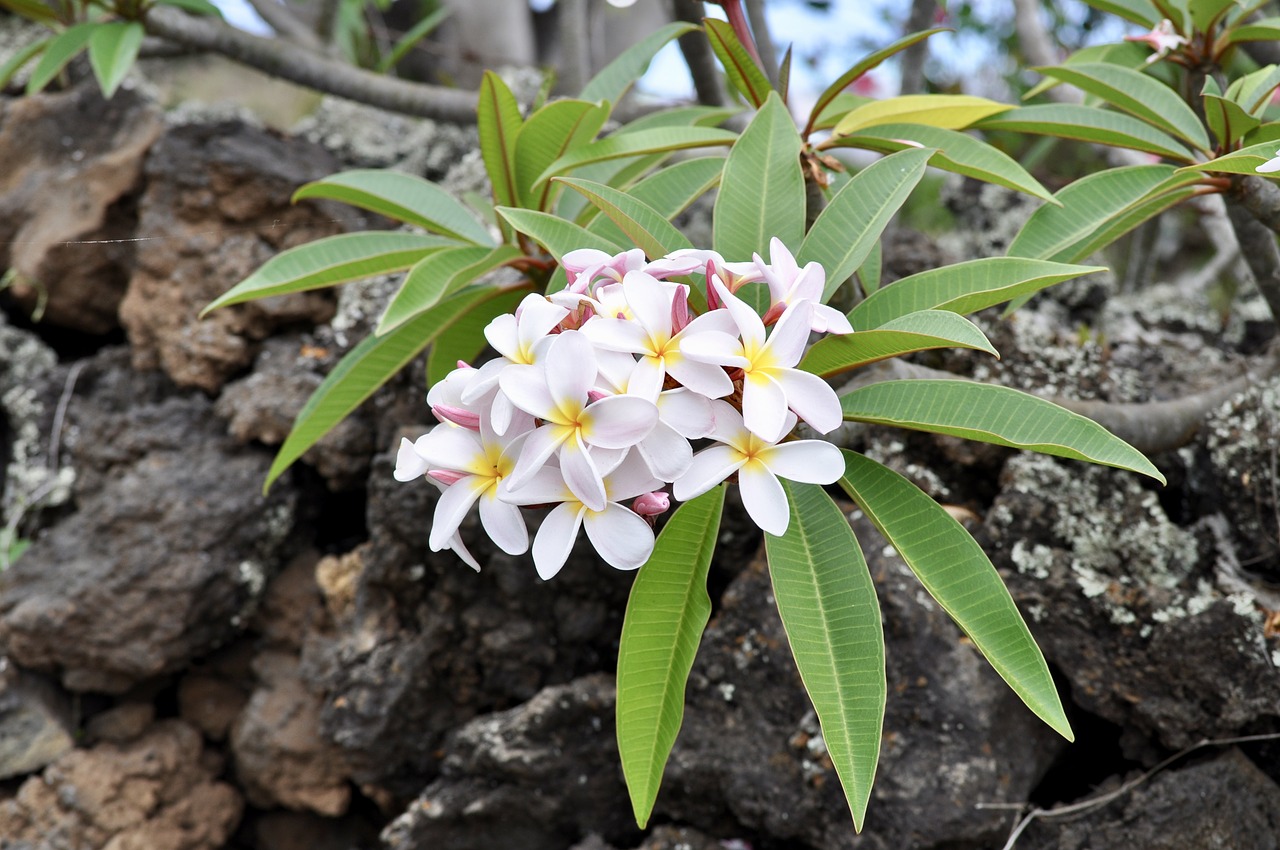 plumeria  white  frangipani free photo