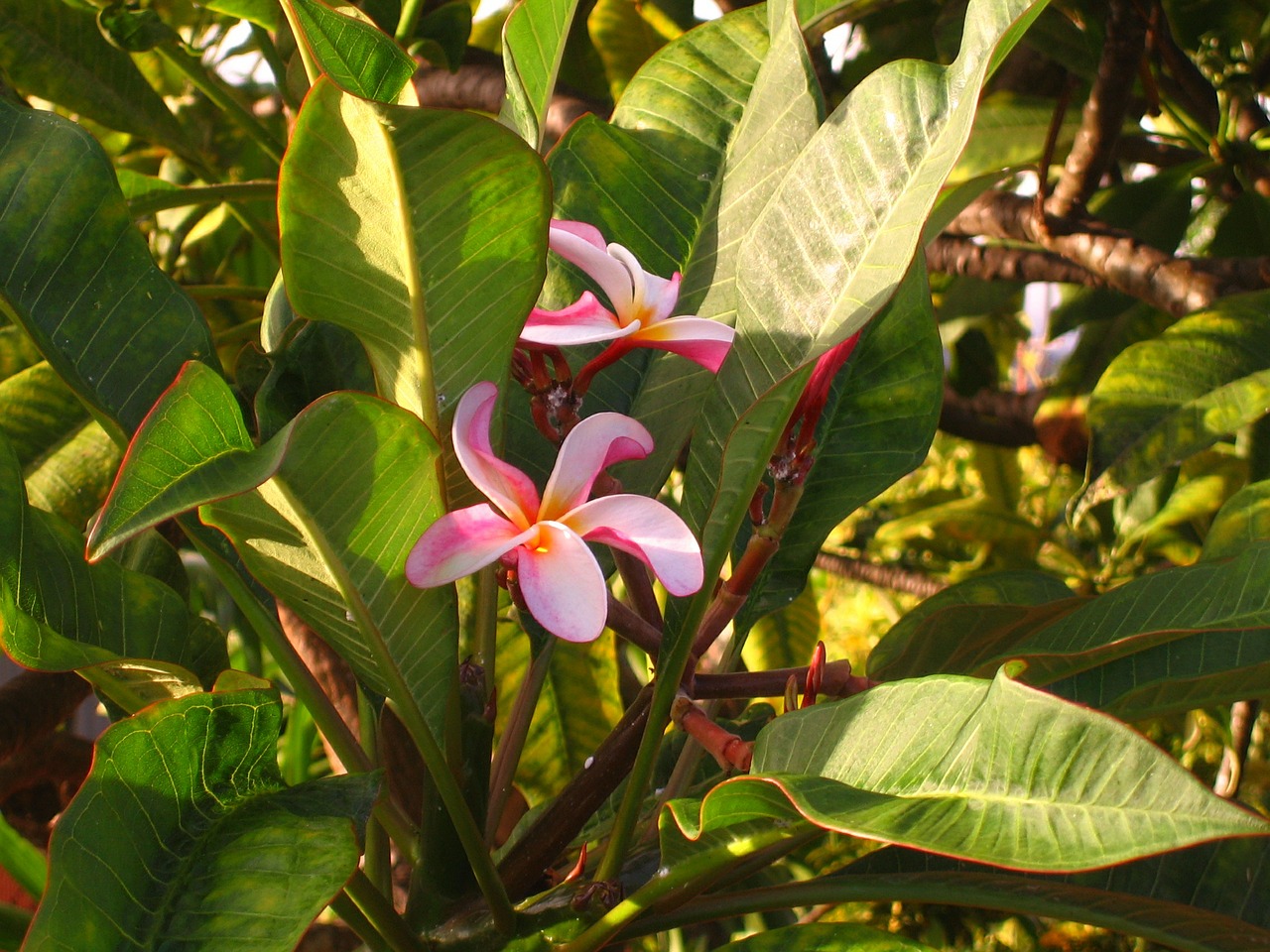plumeria hawaii flowers free photo