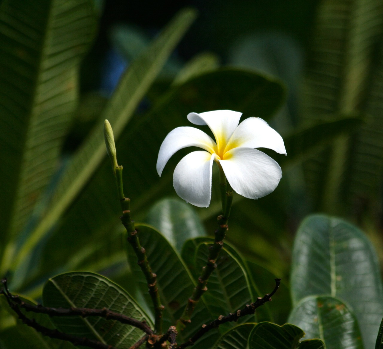 plumeria hawaii island free photo