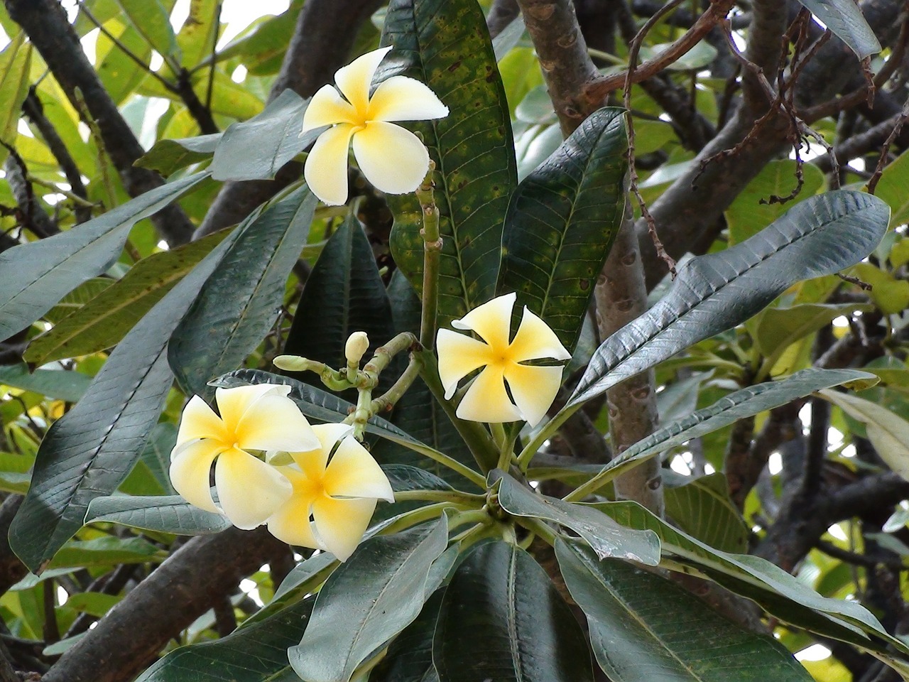 plumeria flower tropical free photo