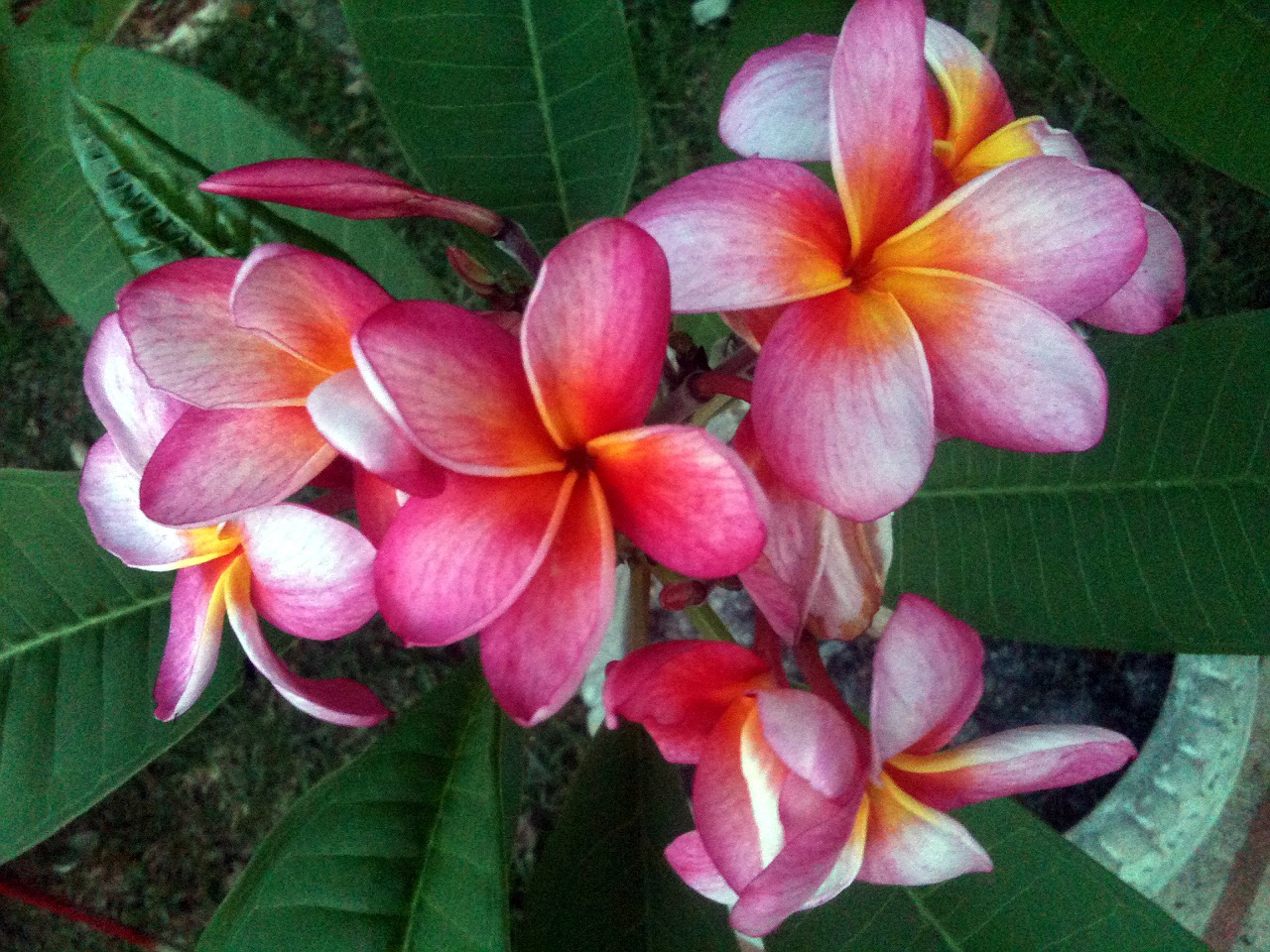 plumeria flower tropical free photo