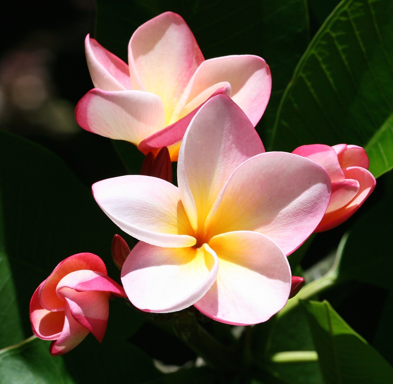 plumeria flowers exotic free photo