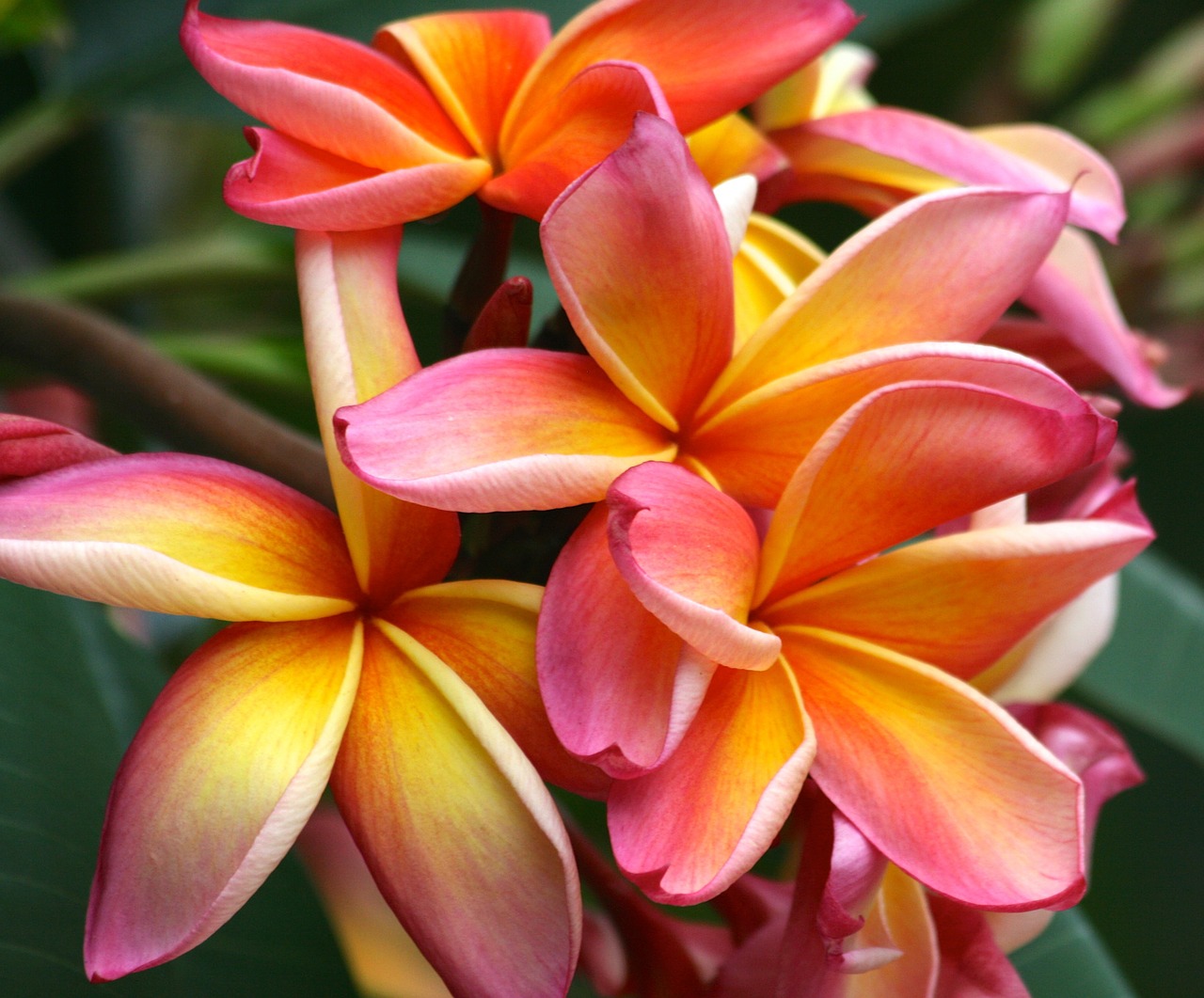 plumeria flowers summer free photo