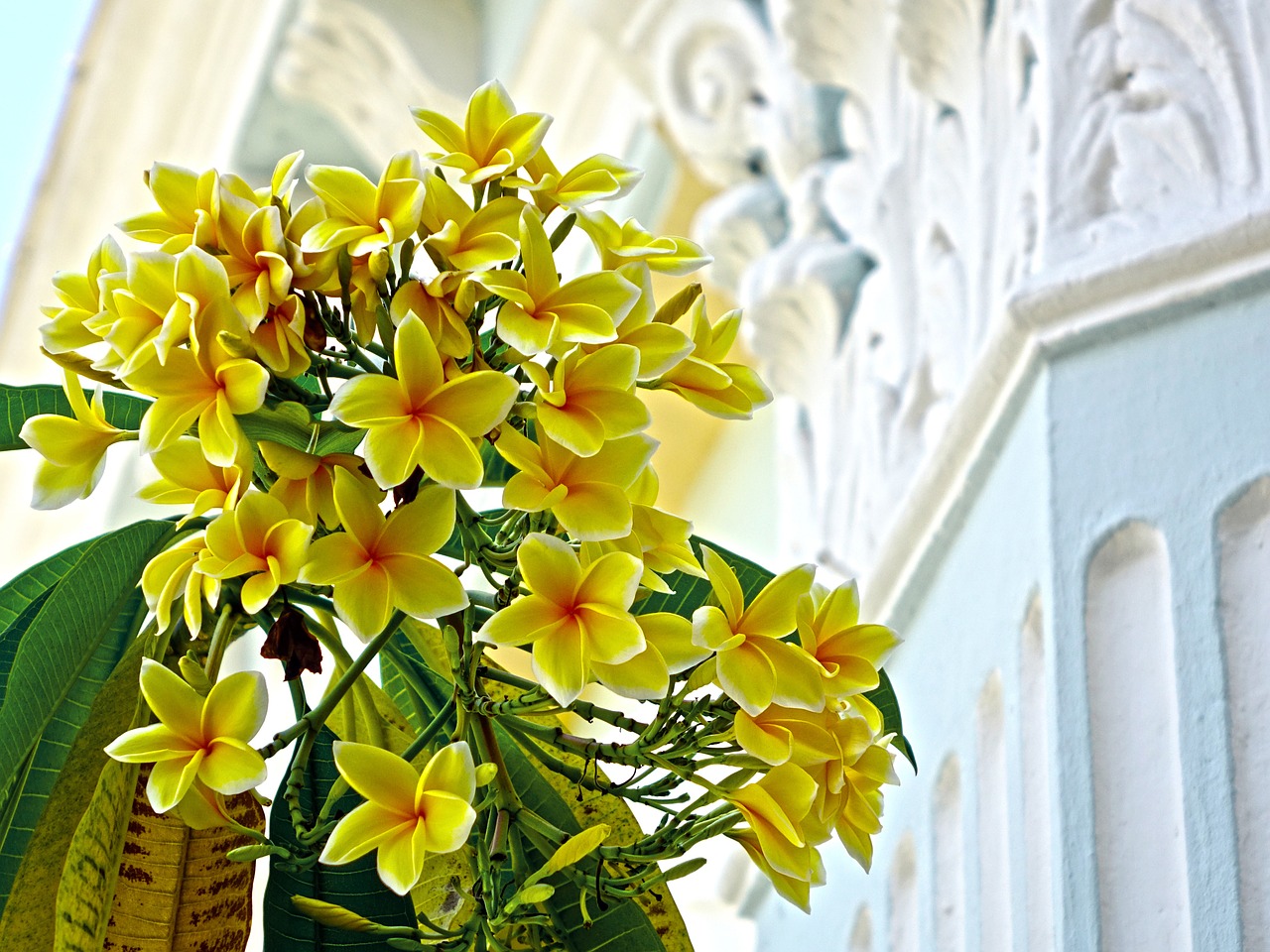 plumeria yellow flower free photo