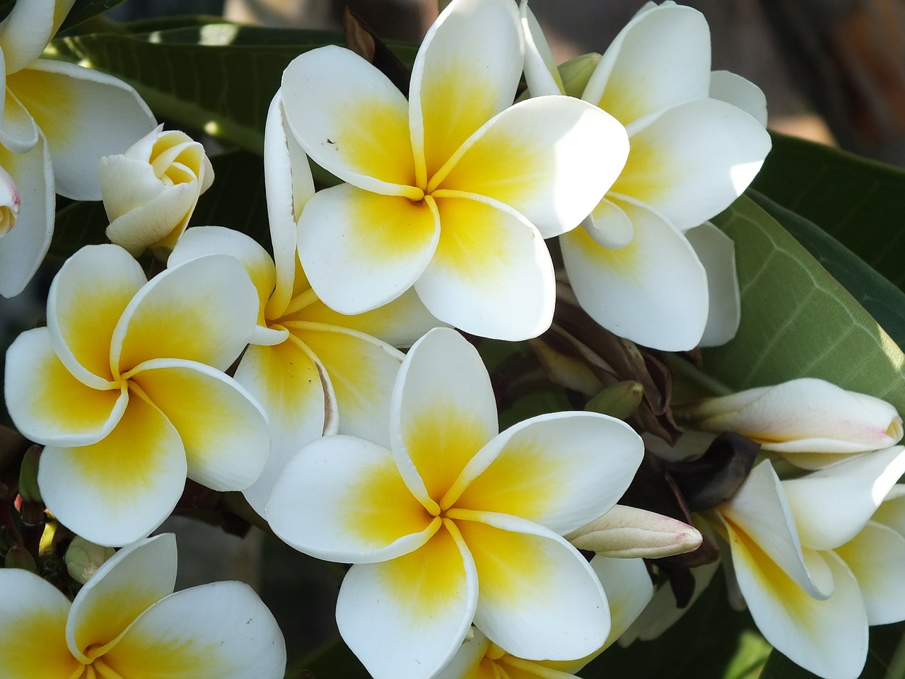 plumeria red jasmine white free photo