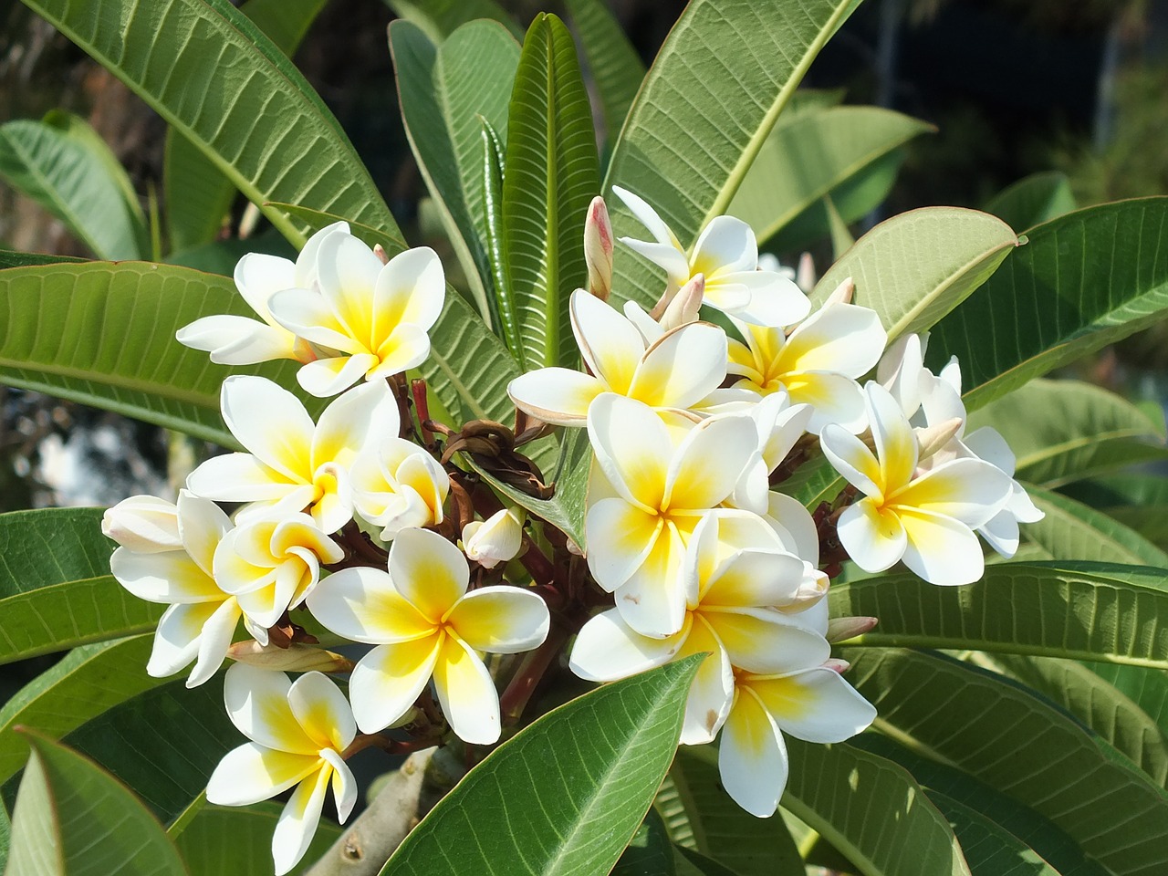 plumeria flower tropical plant free photo