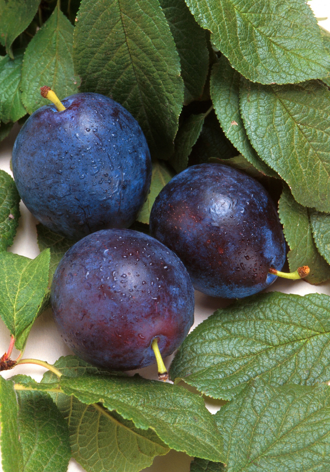 plums fruit purple free photo