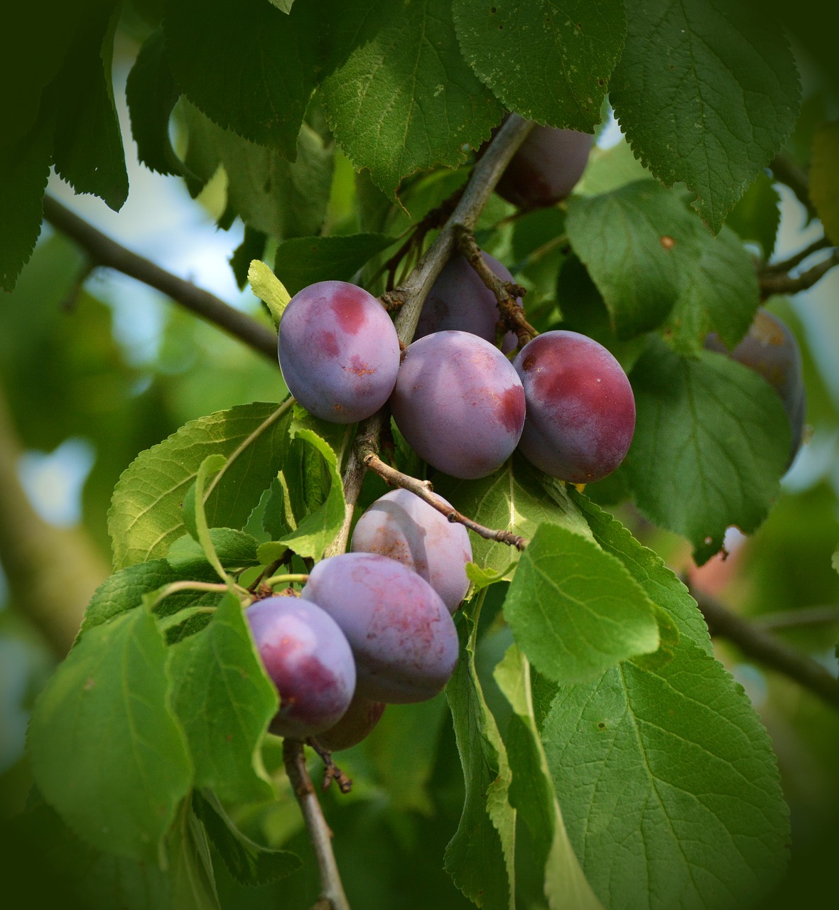 plums plum tree fruit tree free photo