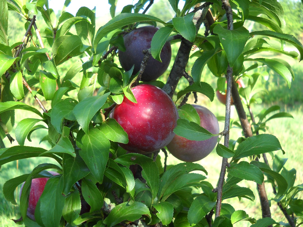 plums fruit leaf free photo