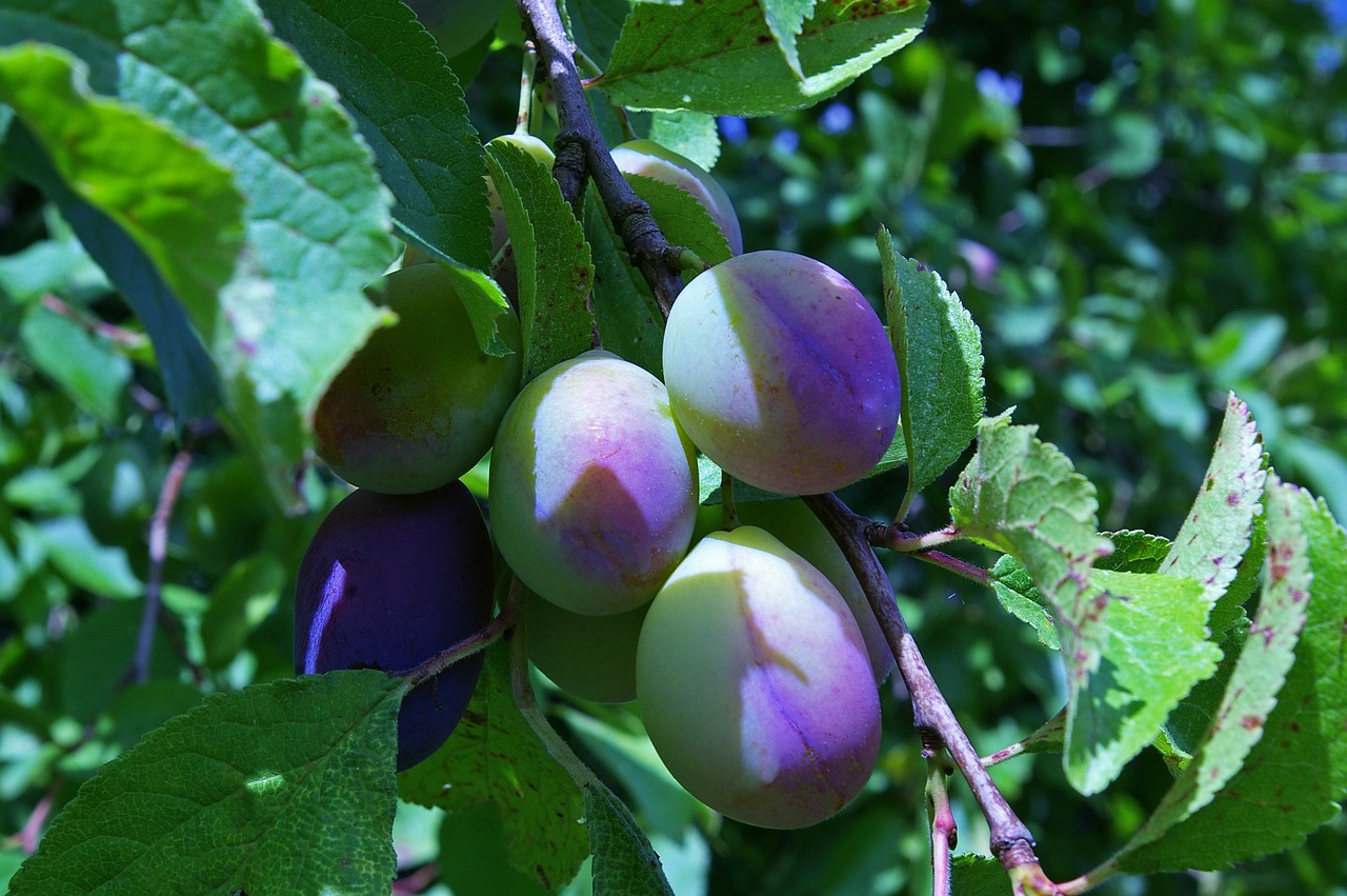 plums immature plum tree free photo