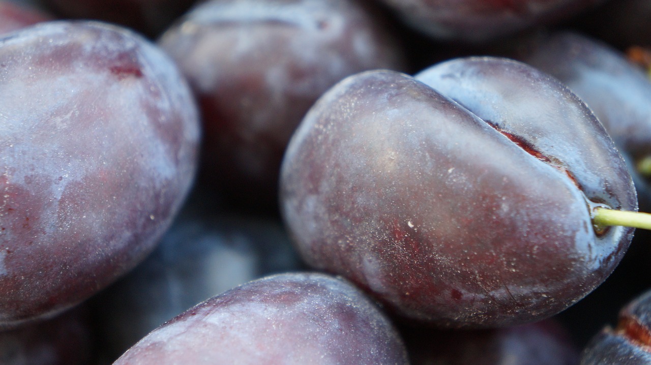 plums fruit healthy free photo