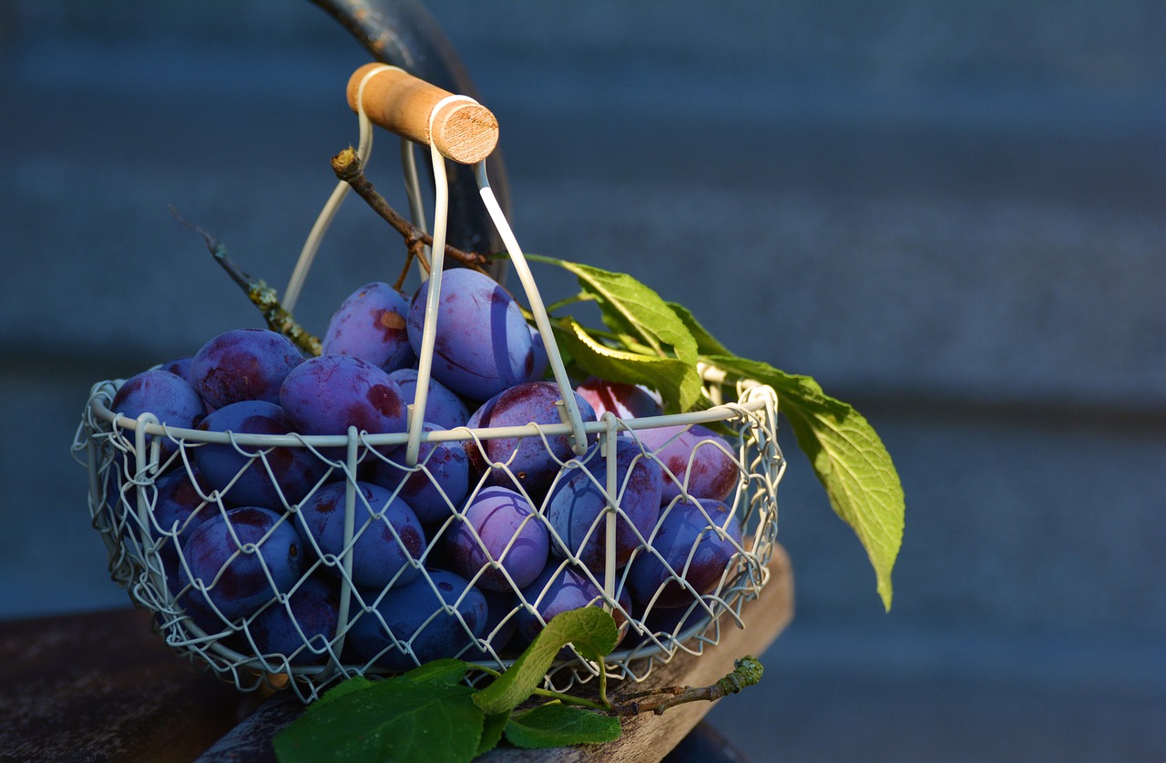 plums fruit fruit basket free photo